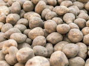 Good harvest of potatoes