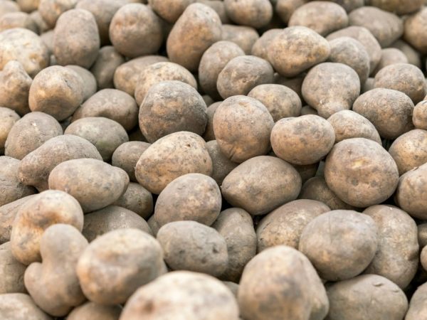 Buena cosecha de patatas