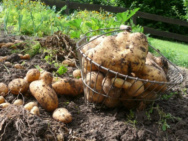 Grote aardappelen in voorbewerking
