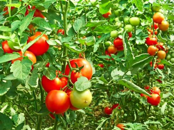 Manieren om het rijpen van tomaten te versnellen