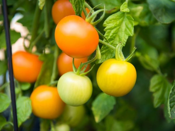 Manieren om het rijpen van tomaten in een kas te versnellen