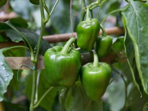 Regels voor het verbouwen van paprika's