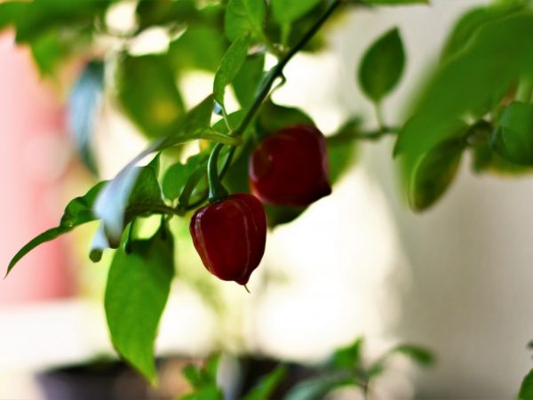 Growing pepper on the balcony