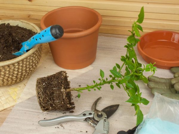 Pravidla pro pěstování sazenic pepře doma