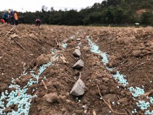 Meststof voor het aanvullen van de grond bij het planten van aardappelen