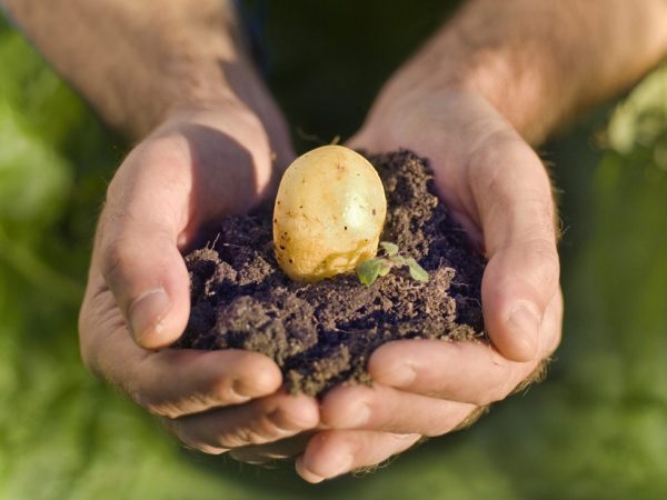 Buenas patatas en suelo fertilizado