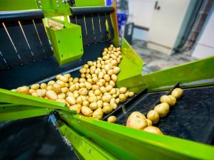 The principle of operation of the potato planter for the Neva walk-behind tractor