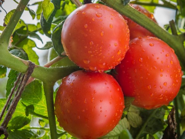 Beschrijving van de variëteit aan tomaten Katya