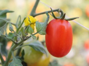 Eigenschaften von Katyusha-Tomaten