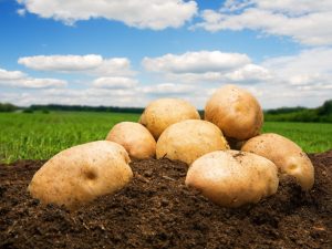 Beskrivning av potatisbor i Kemerovo
