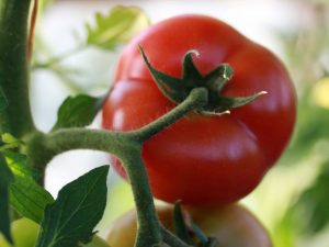 Beschrijving van Kibo-tomaat