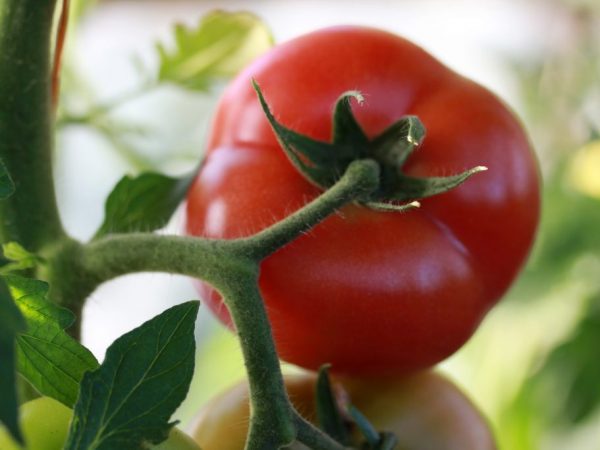 Beskrivning av Kibo-tomat