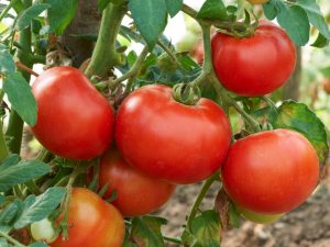 Effektiviteten hos det kinesiska sättet att odla tomater