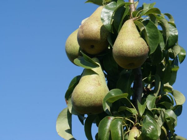 Sorten kännetecknas av stora frukter.