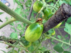 Kampf gegen Kartoffelkäfer auf Tomaten