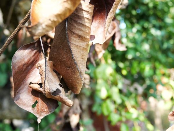 Proč listy hrušky zhnědnou