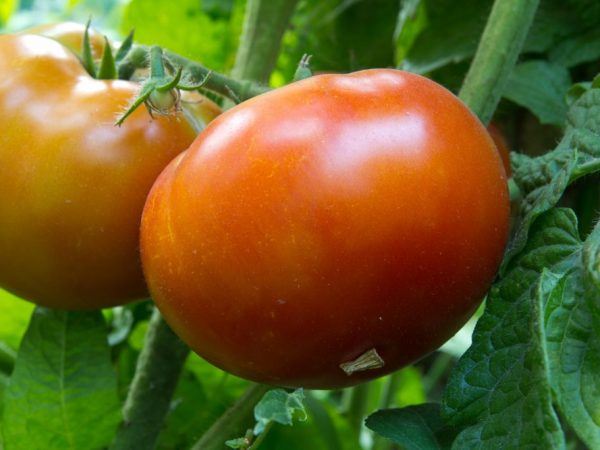 Tomatkungen av de tidiga har många dygder