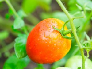 Características de los tomates de la variedad Korolevich.