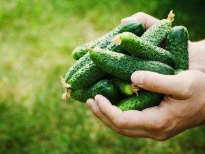 Characteristics of cucumbers varieties Krokha F1