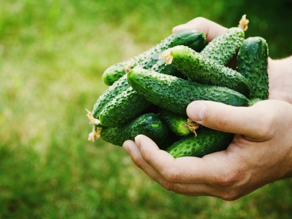 Kenmerken van komkommersoorten Kroha F1