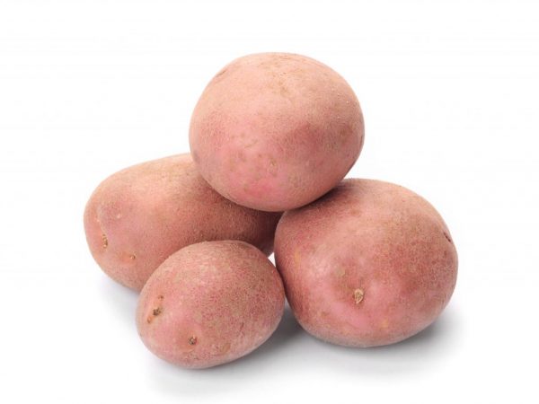 Beschrijving van aardappelen Kumach