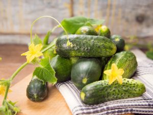 Kenmerken en beschrijving van de variëteit aan komkommers Kumanek