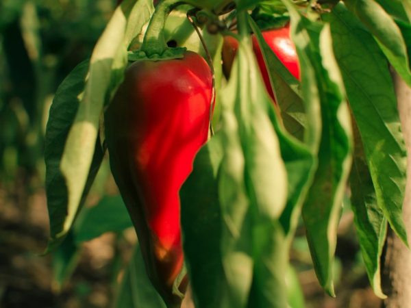 Characteristics of the Kupets pepper variety