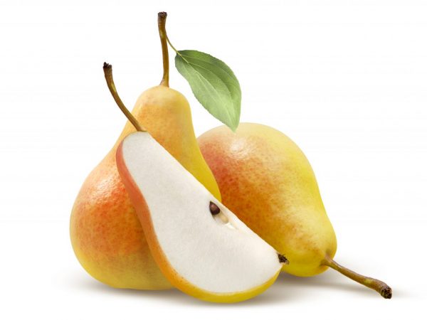 Greutatea fructelor nu depășește 110-120 grame.