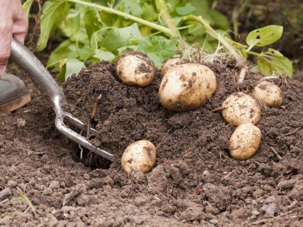 Popis odrůdy brambor Leader
