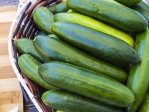 Cucumber varieties for open ground in the Moscow region