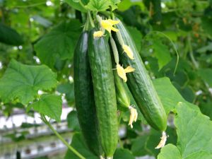 List of the best cucumber varieties for different areas