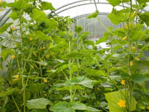 Lämpliga gurksorter för ett växthus i polykarbonat
