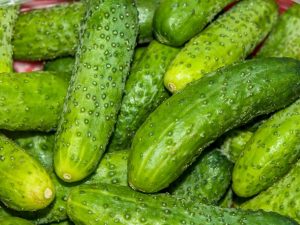 Characteristics of Mamluk f1 cucumbers