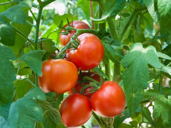 Características de una variedad de tomate Major