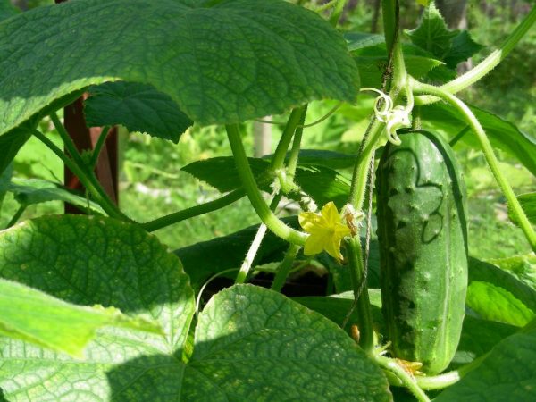 Characteristics of the variety of cucumbers Blizzard