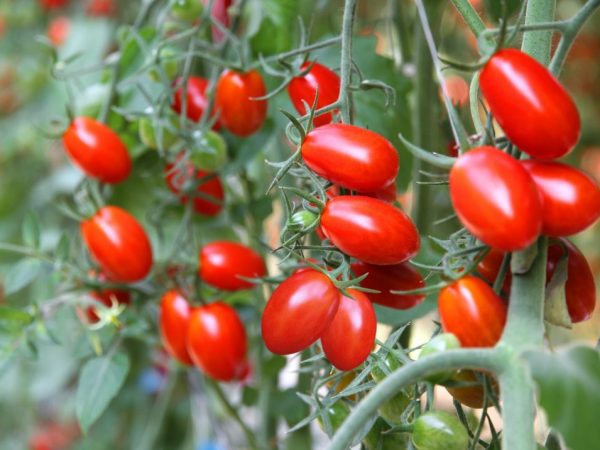 Beskrivning av Monisto-tomater