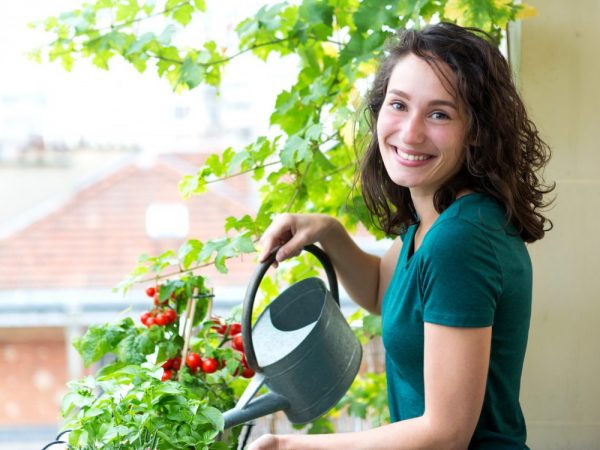 Cultivando tomates en el balcón.