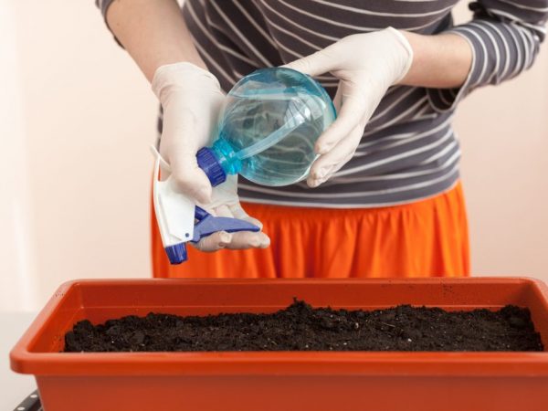 Las semillas y el suelo deben prepararse antes de plantar.