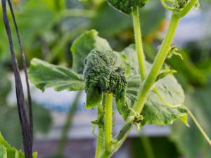 Bestrijding van bladluizen op komkommers met folkremedies