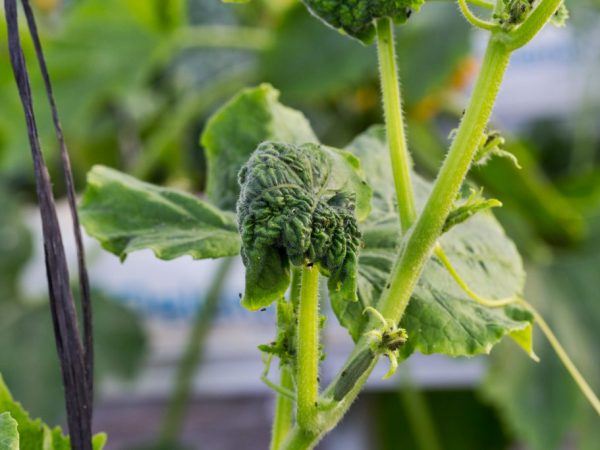Fighting aphids on cucumbers with folk remedies