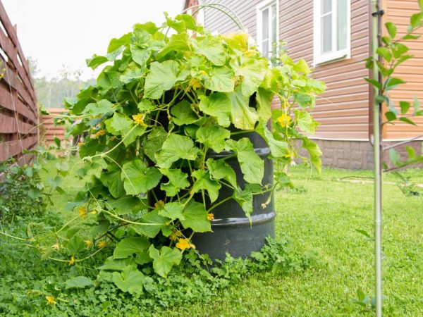 Puedes cultivar un pepino en un barril sin fondo.