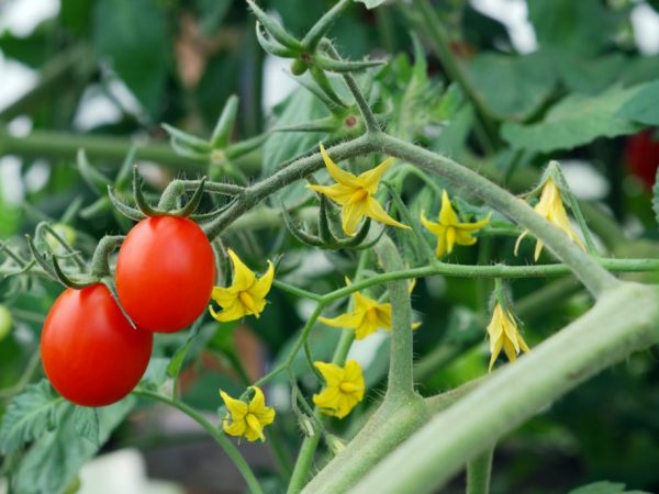 Regler för bearbetning av tomater i det öppna fältet
