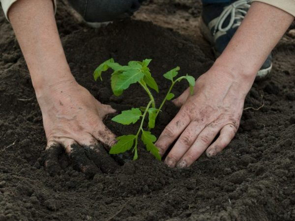 Gödselmedel kan stimulera tillväxt och frukt
