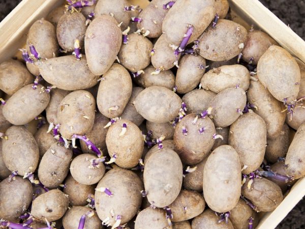 Bearbetar potatis innan plantering