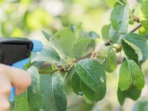 Regler för bearbetning av päron från sjukdomar och skadedjur