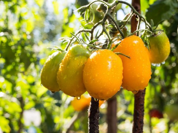 Vruchten van de variëteit Olesya zijn niet geschikt voor conservering