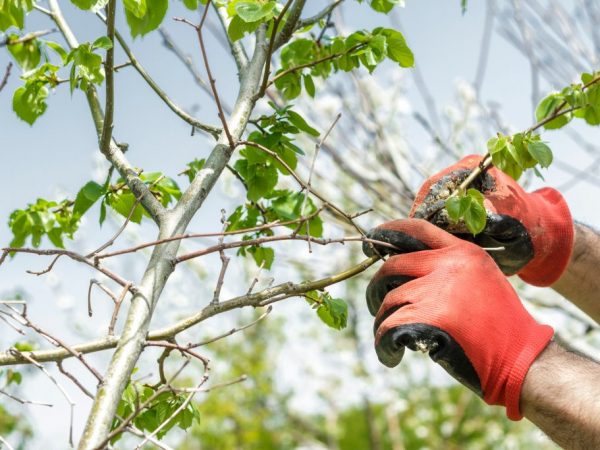 Pentru o fructificare eficientă, arborele are nevoie de udare în timp util, fertilizare bună și tăiere corespunzătoare.