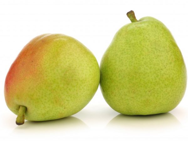 Los frutos son verdes, el peso de una pera alcanza los 150