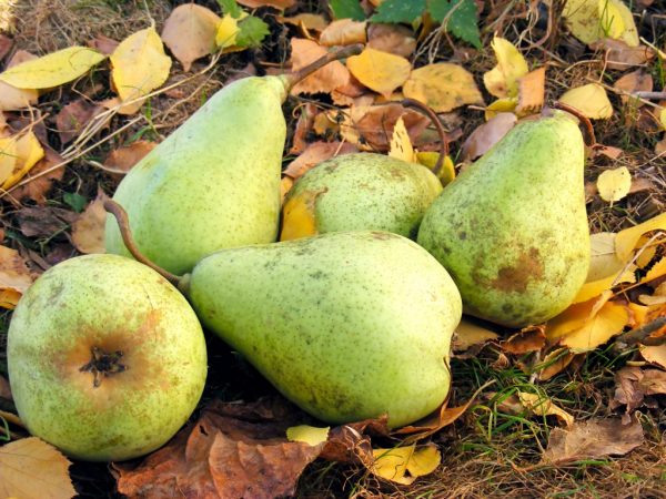 Odrůdy hrušek Pakham potřebují kvalitní péči