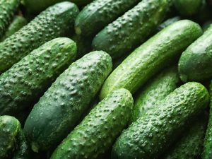 Description of the Paratunka cucumber variety